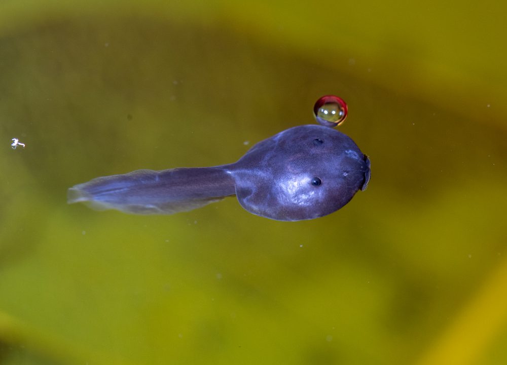 Nyctixalus pictus, Tawau Sabah Malaysia