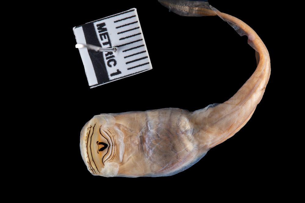Odontobatrachus natator