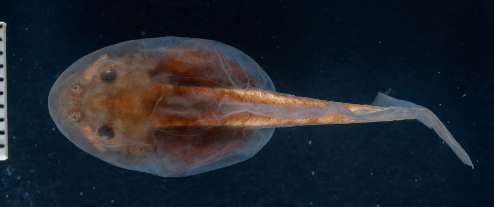 Odontophrynus americanus