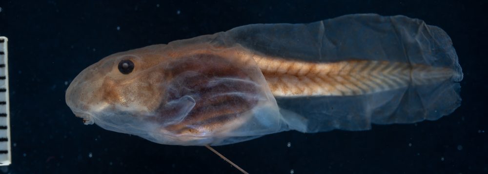 Odontophrynus americanus