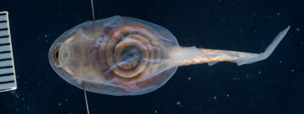 Odontophrynus americanus