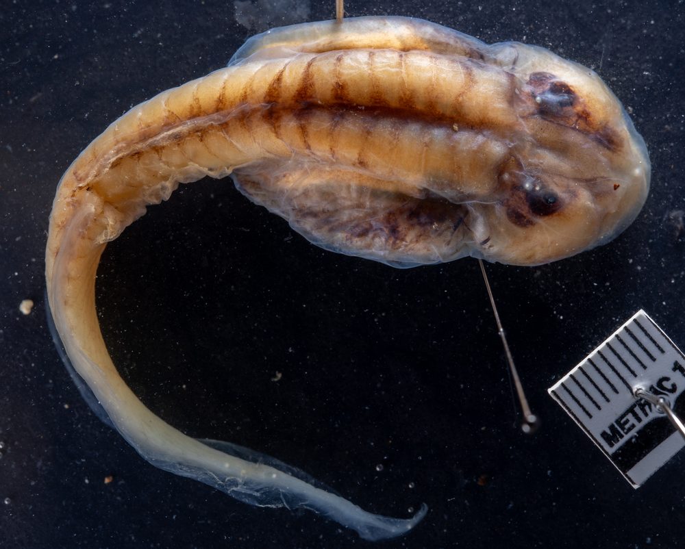 Oreolalax rhodostigmatus