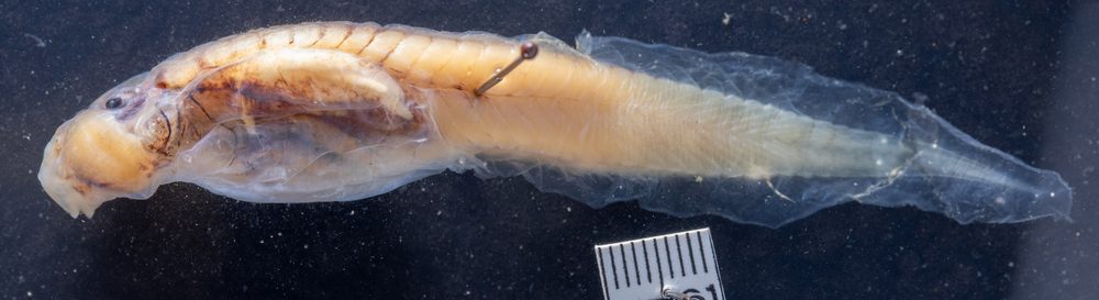 Oreolalax rhodostigmatus