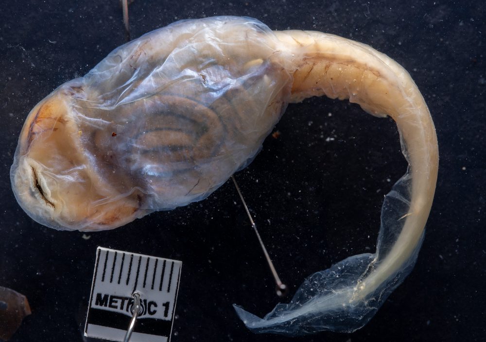 Oreolalax rhodostigmatus