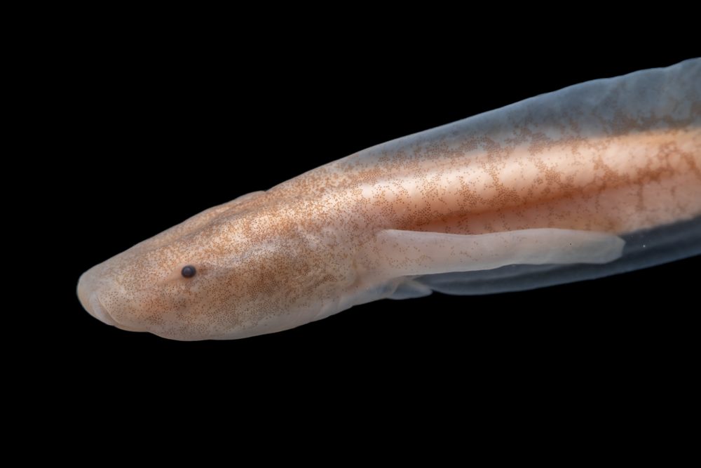 Otophryne robusta