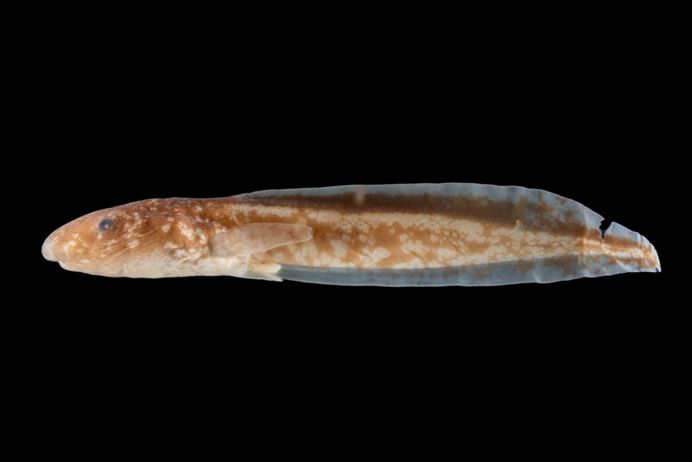 Otophryne sp
