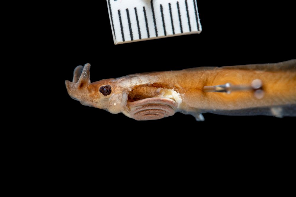 Pelobatrachus sp