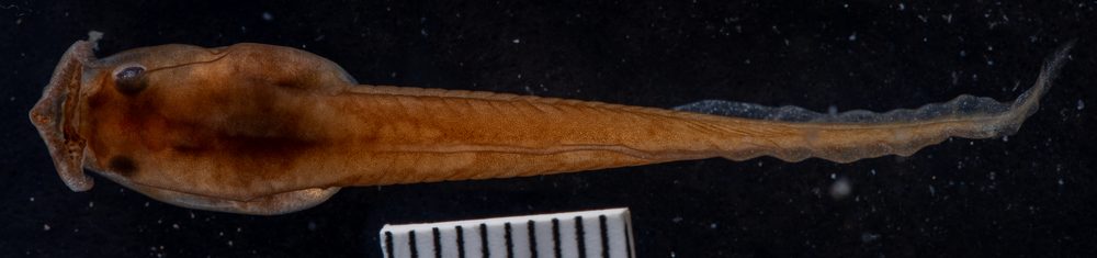 Pelobatrachus ligayae