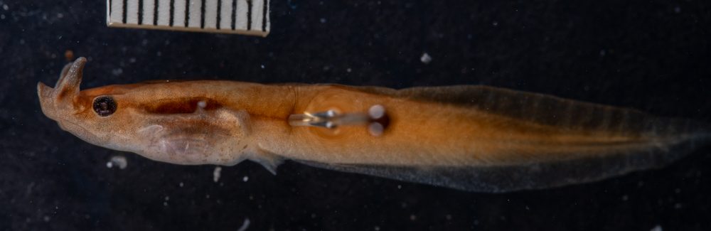 Pelobatrachus ligayae