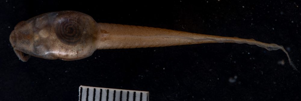 Pelobatrachus ligayae
