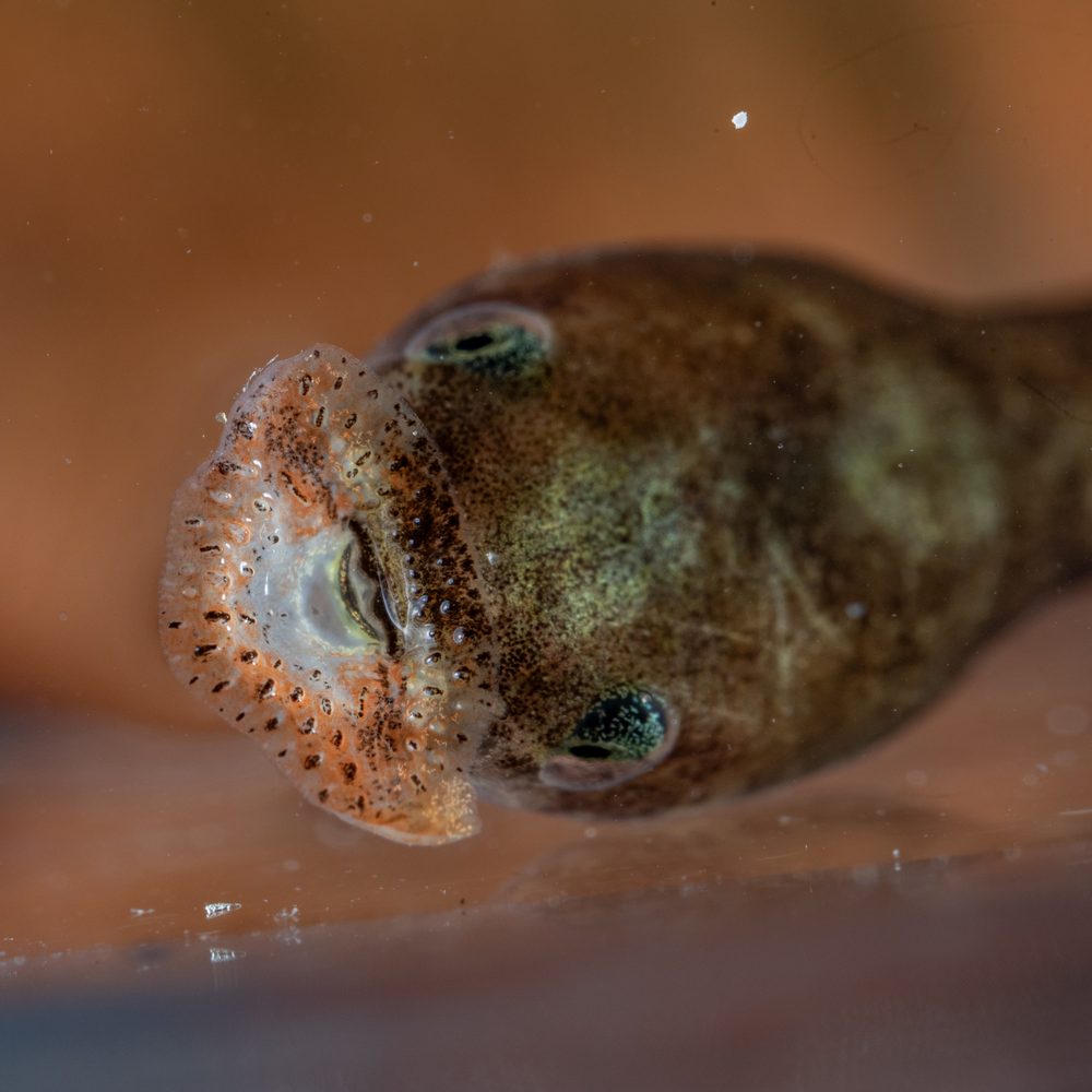 Pelobatrachus nasutus, Sabah Malaysia 2024