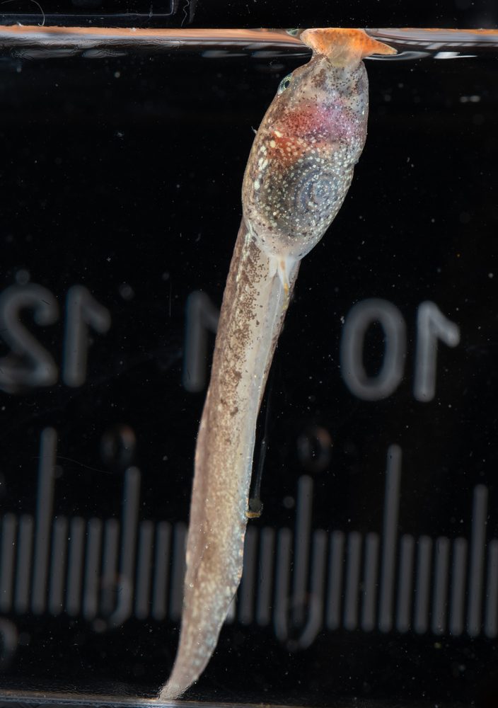 Pelobatrachus nasutus, Sabah Malaysia 2024