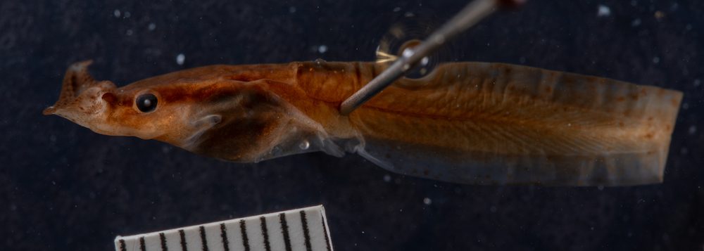 Pelobatrachus stejnegeri