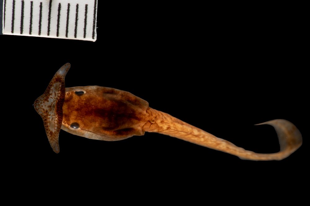 Pelobatrachus sp