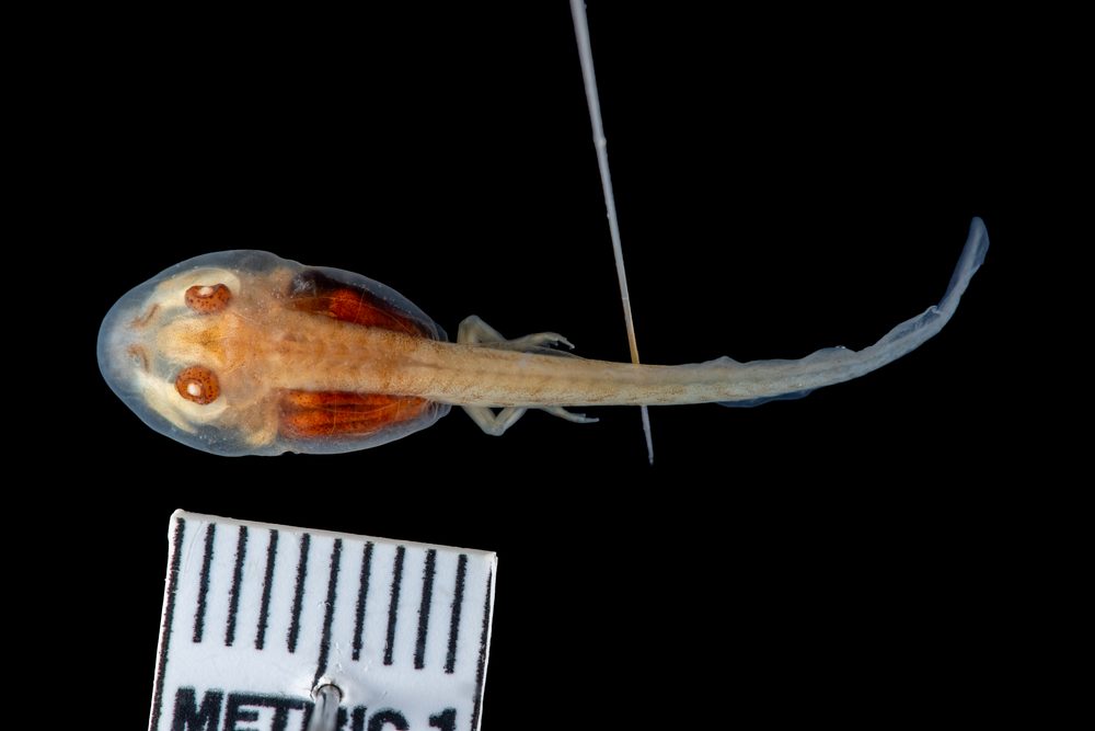 Phrynobatrachus natalensis