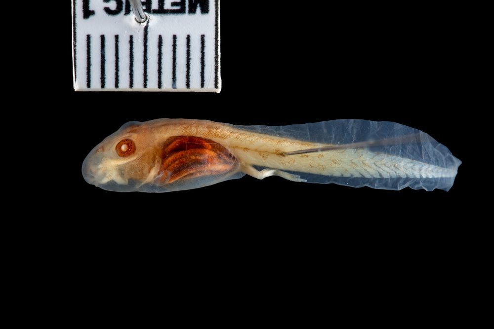 Phrynobatrachus natalensis