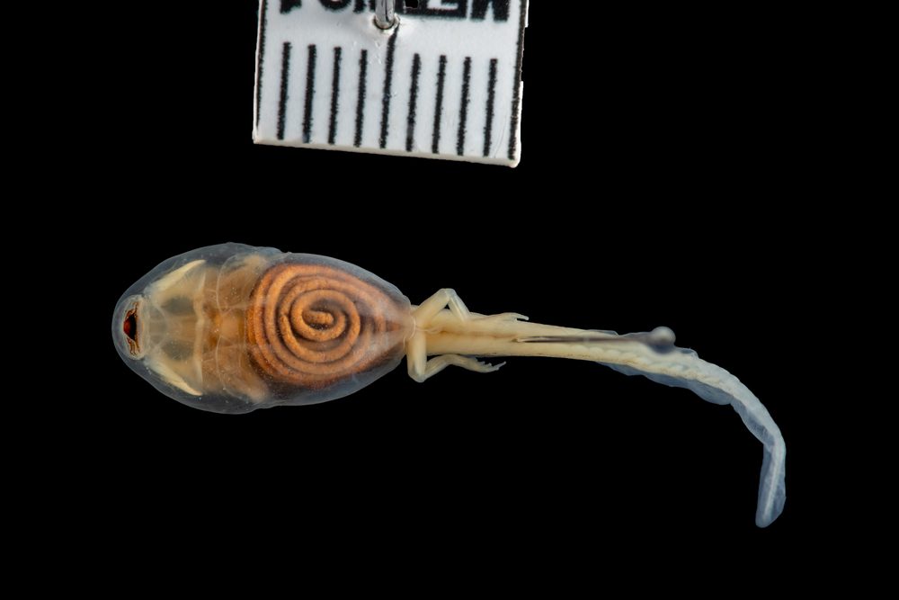 Phrynobatrachus natalensis