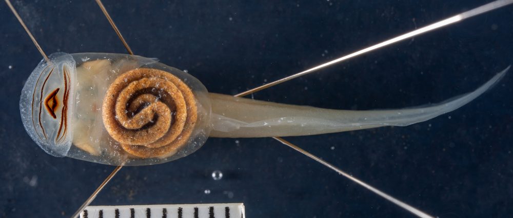 Plectrohyla exquisita