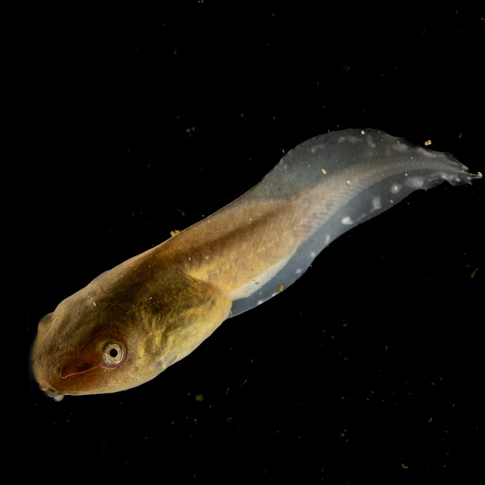 Polypedates sp, Sarawak Malaysia