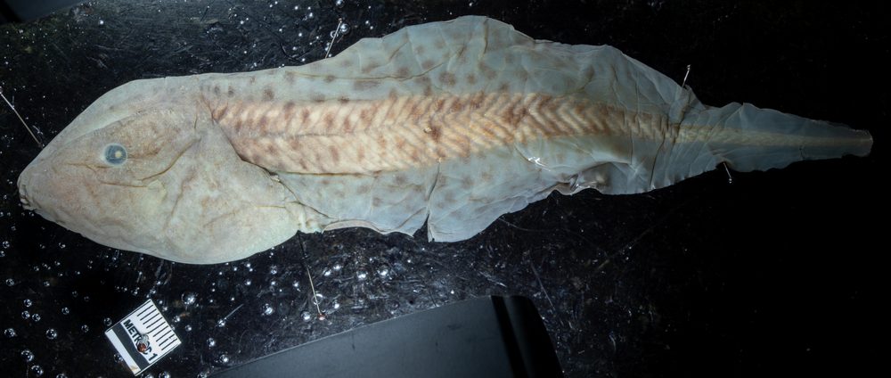 Pseudis paradoxa