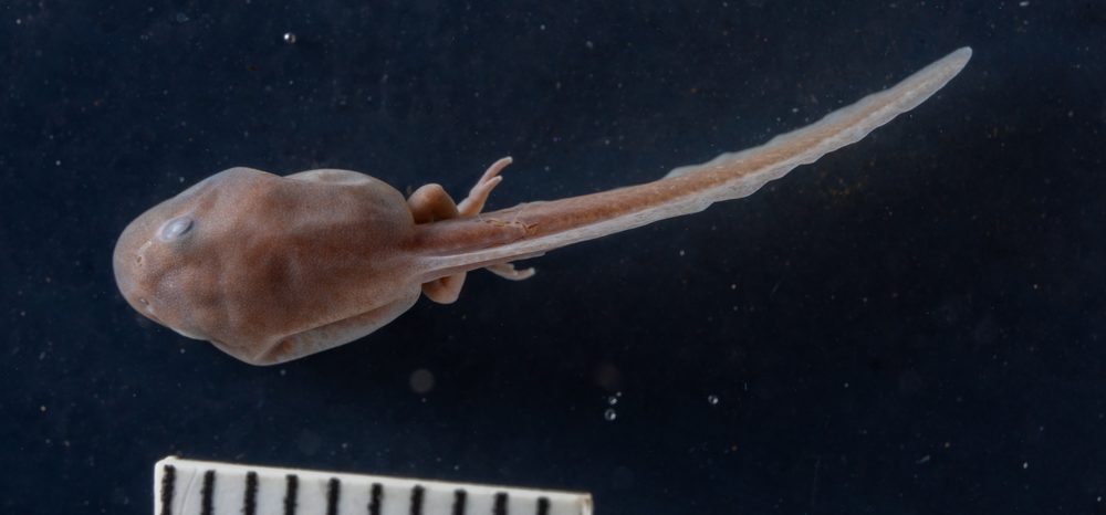 Pseudophryne australis