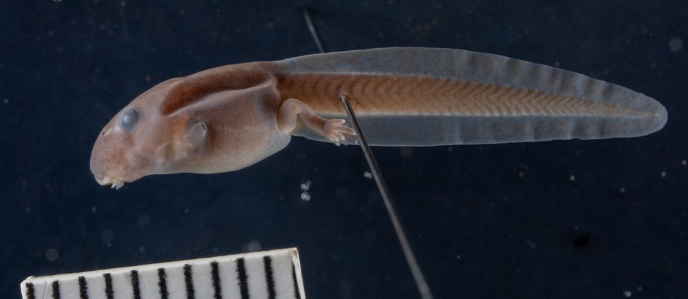 Pseudophryne australis