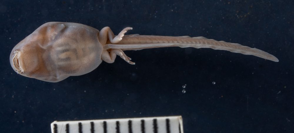 Pseudophryne australis
