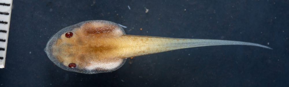 Ptychohyla hypomycter