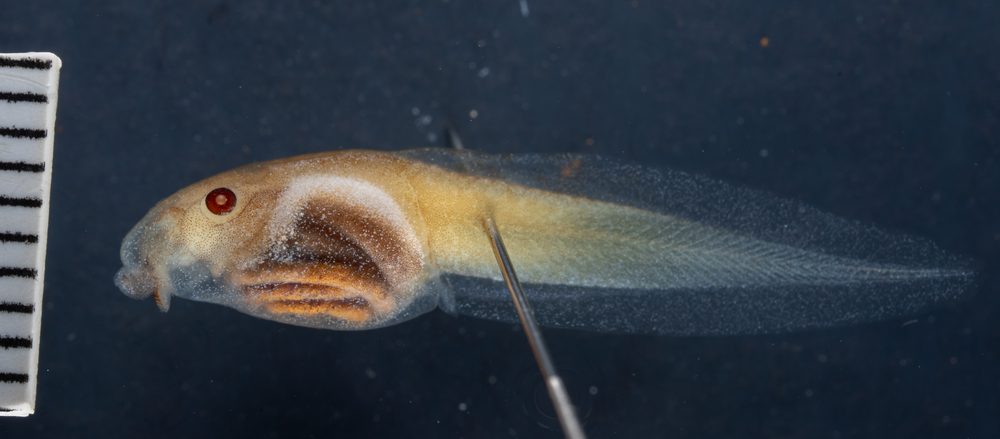 Ptychohyla hypomycter