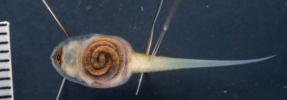 Ptychohyla hypomycter