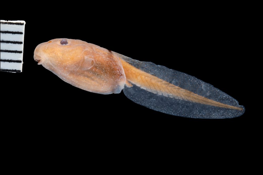 Rhaebo haematiticus