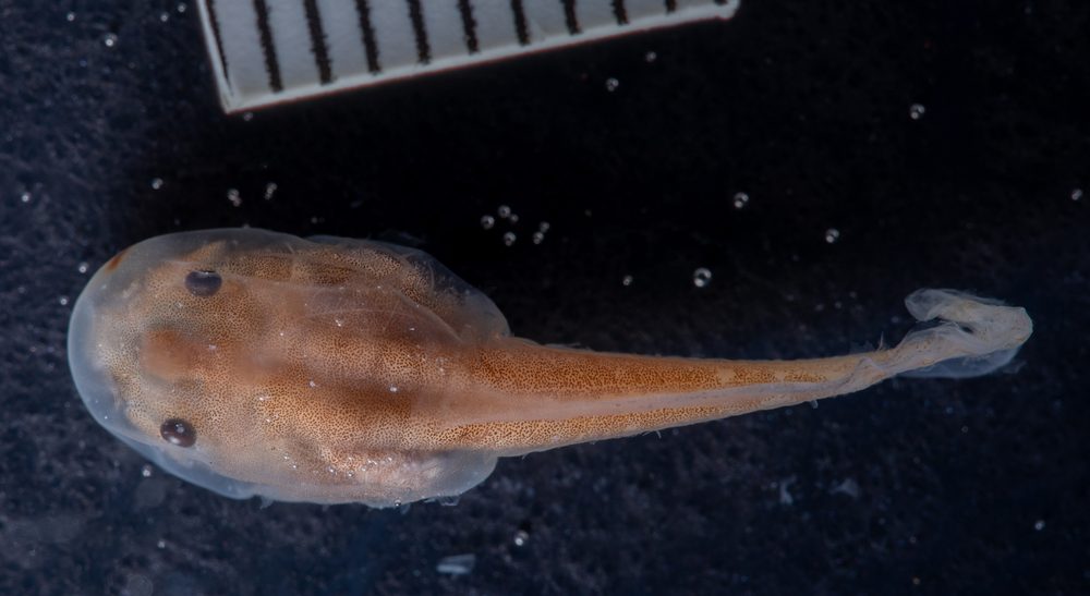 Rheohyla miotympanum