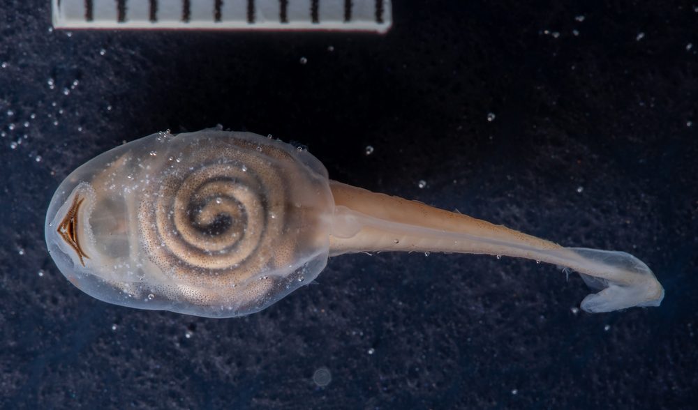 Rheohyla miotympanum
