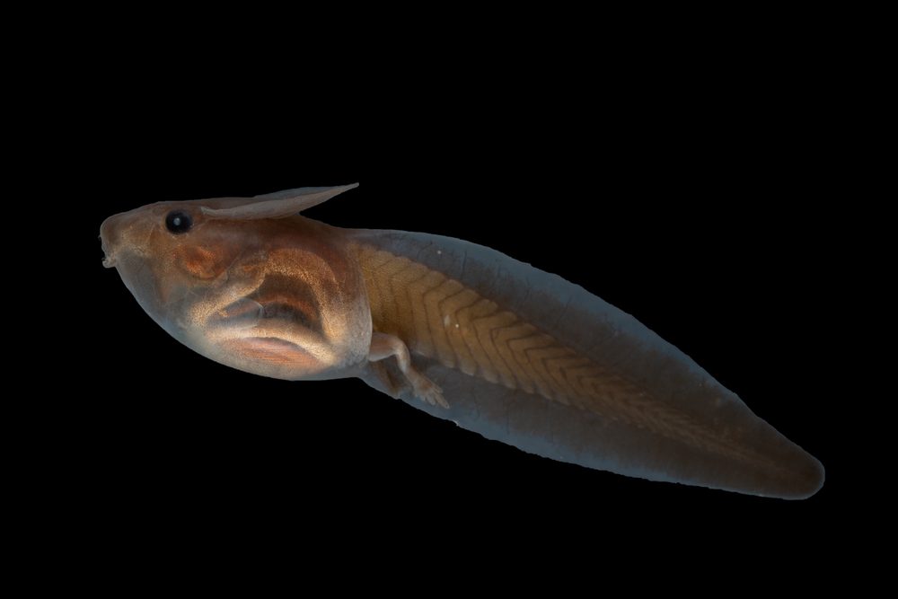 Schismaderma carens