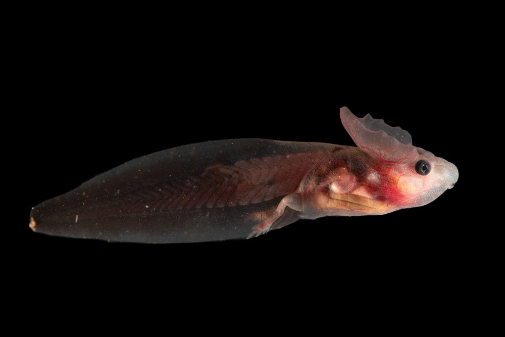 Schismaderma carens, Limpopo