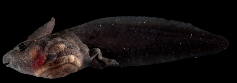 Schismaderma carens, Limpopo