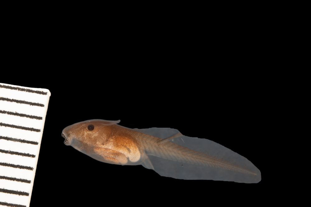 Schismaderma carens, Mpumalanga