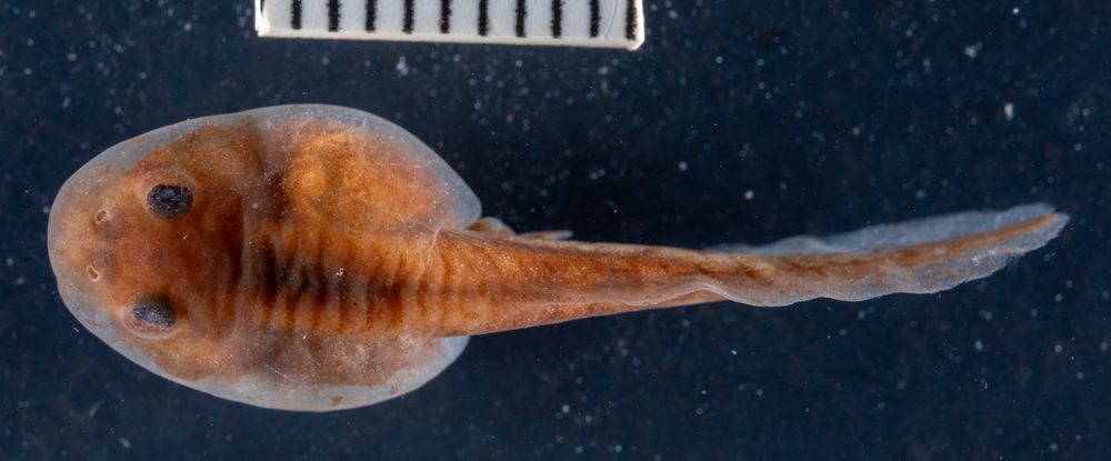 Sclerophrys garmani