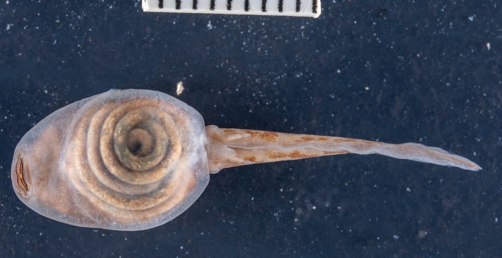 Sclerophrys garmani