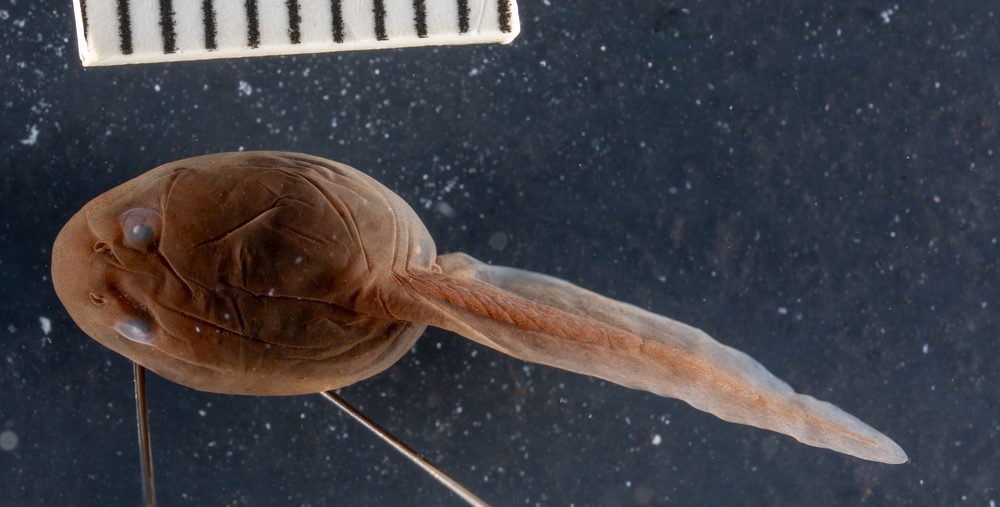 Sclerophrys lemairii