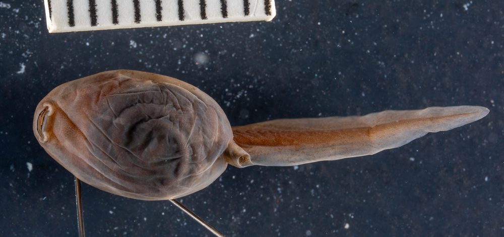 Sclerophrys lemairii