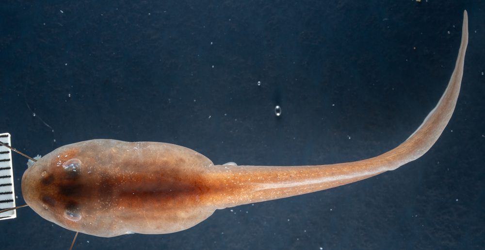 Scutiger boulengeri boulengeri