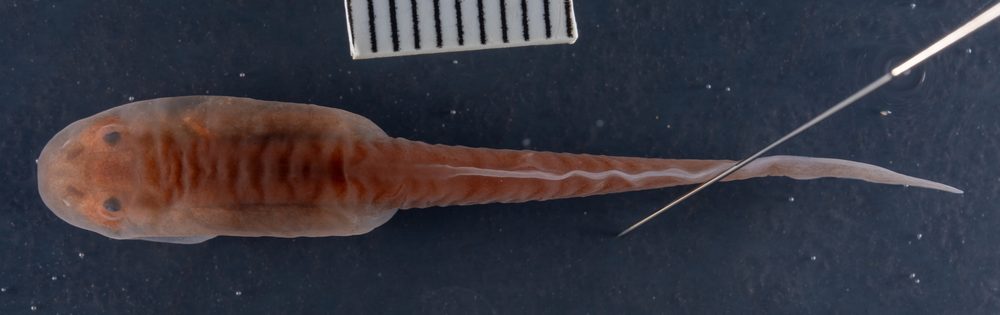 Scutiger chintingensis