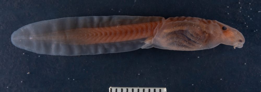 Scutiger chintingensis