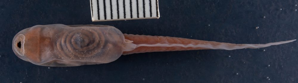 Scutiger chintingensis