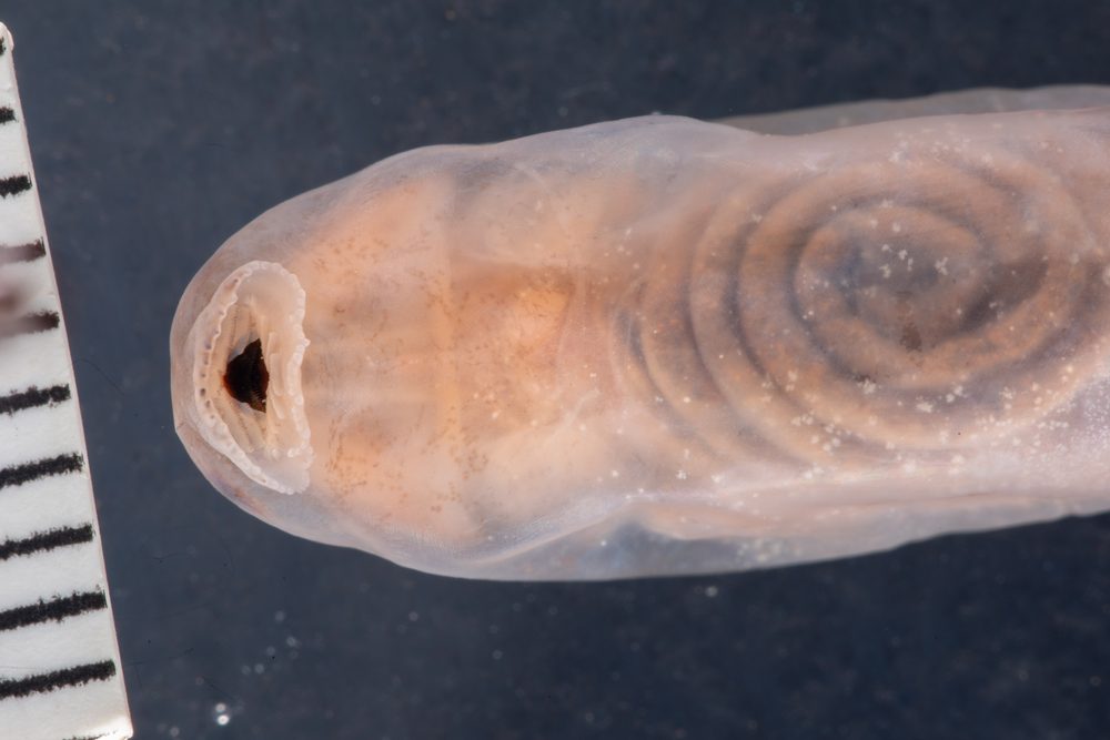 Scutiger chintingensis