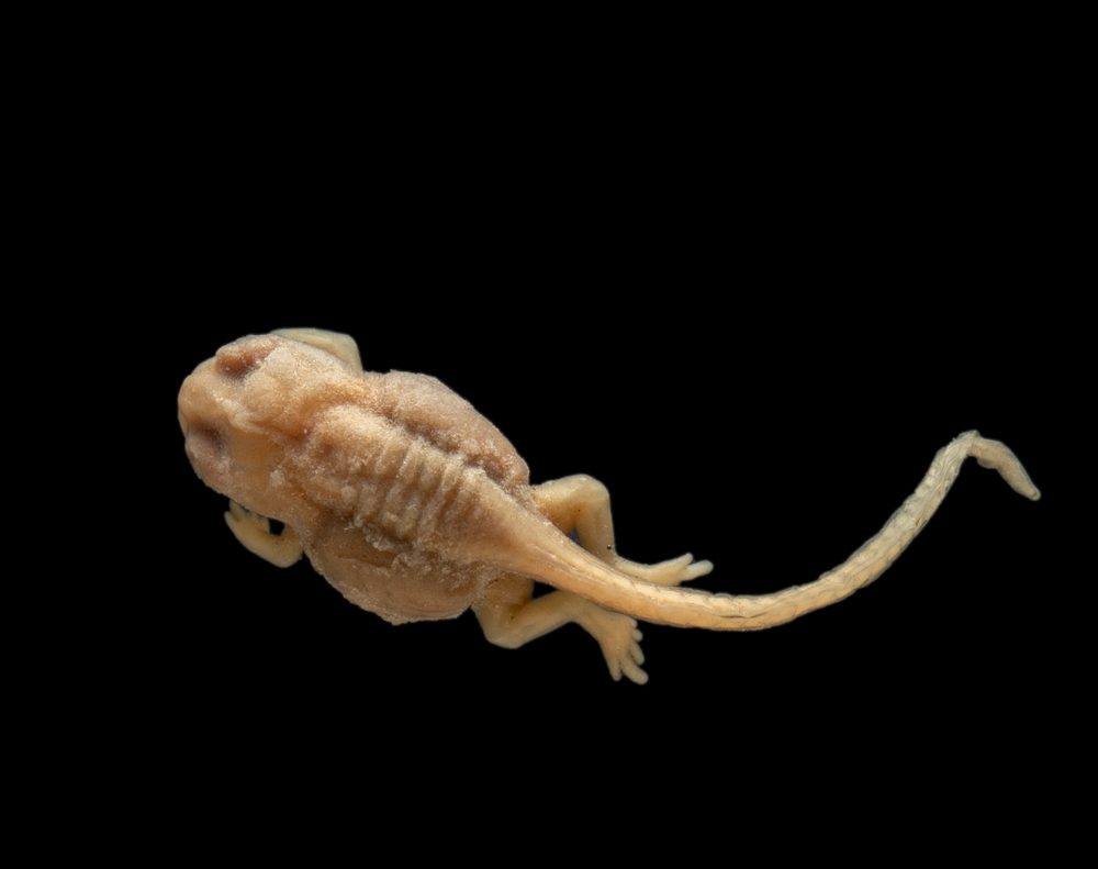 Sooglossus seychellensis