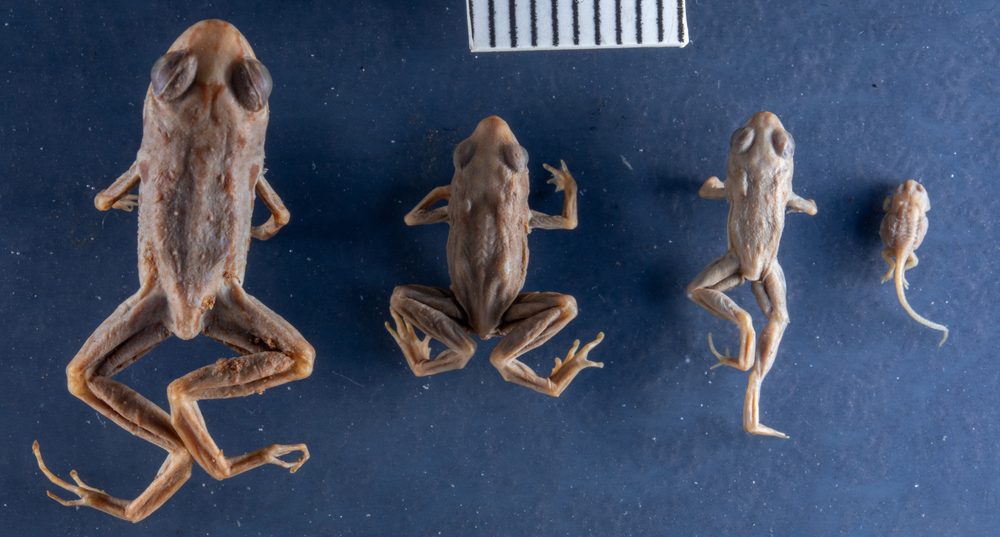 Sooglossus seychellensis