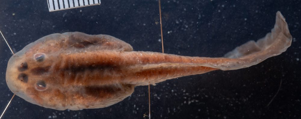 Telmatobius arequipensis