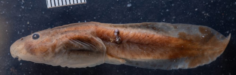Telmatobius arequipensis